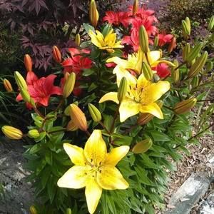 Meet your Posher, Palmer